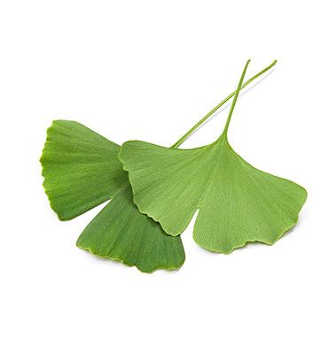 Nobilin Ginkgo