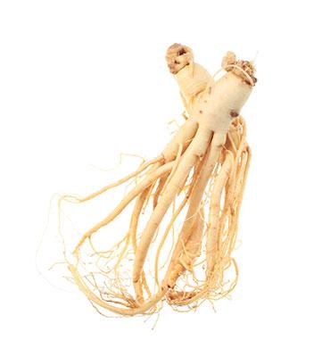 ginseng 