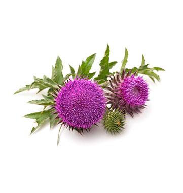 Milk thistle 