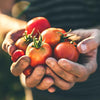 Gärtnerhände halten Biotomaten in der Hand