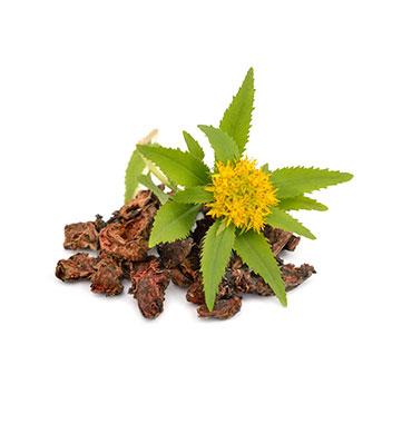 Rhodiola 