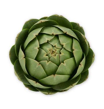 artichoke 